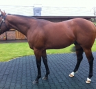 Equiano at Newsells Stud 2012