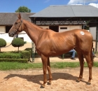 Glory Power - Listed wining filly purchased for Meadow Court Stud partnership at Arqana in 2012 by Brian Grassick Bloodstock