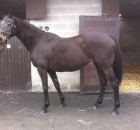 masada-purchased-at-goffs