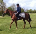 Spicy - in training with Marco Botti on Newmarket gallops, purchased by Brian Grassick Bloodstock for Yvonne Jacques as a foal 2010