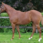 Lot 50 Doncaster